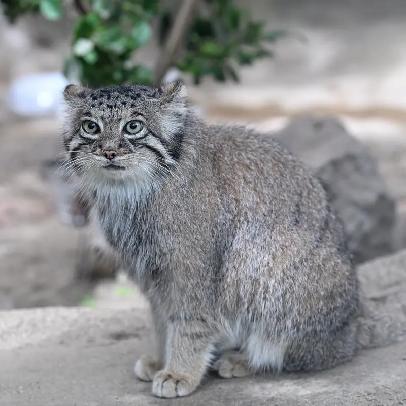 A photograph of Az in Kobe Animal Kingdom