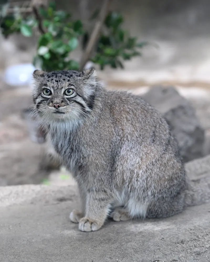 A photograph of Az in Kobe Animal Kingdom
