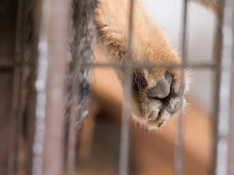 A photograph of Figa in Nogeyama Zoo