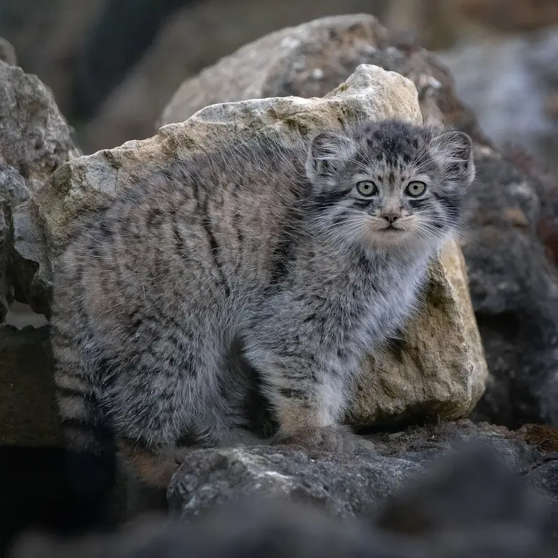 A photograph of a Pallas's cat in Port Lympne Wild Animal Park