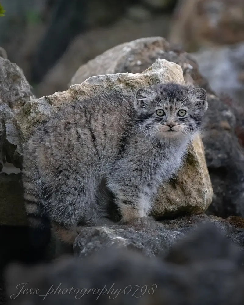 A photograph of a Pallas's cat in Port Lympne Wild Animal Park