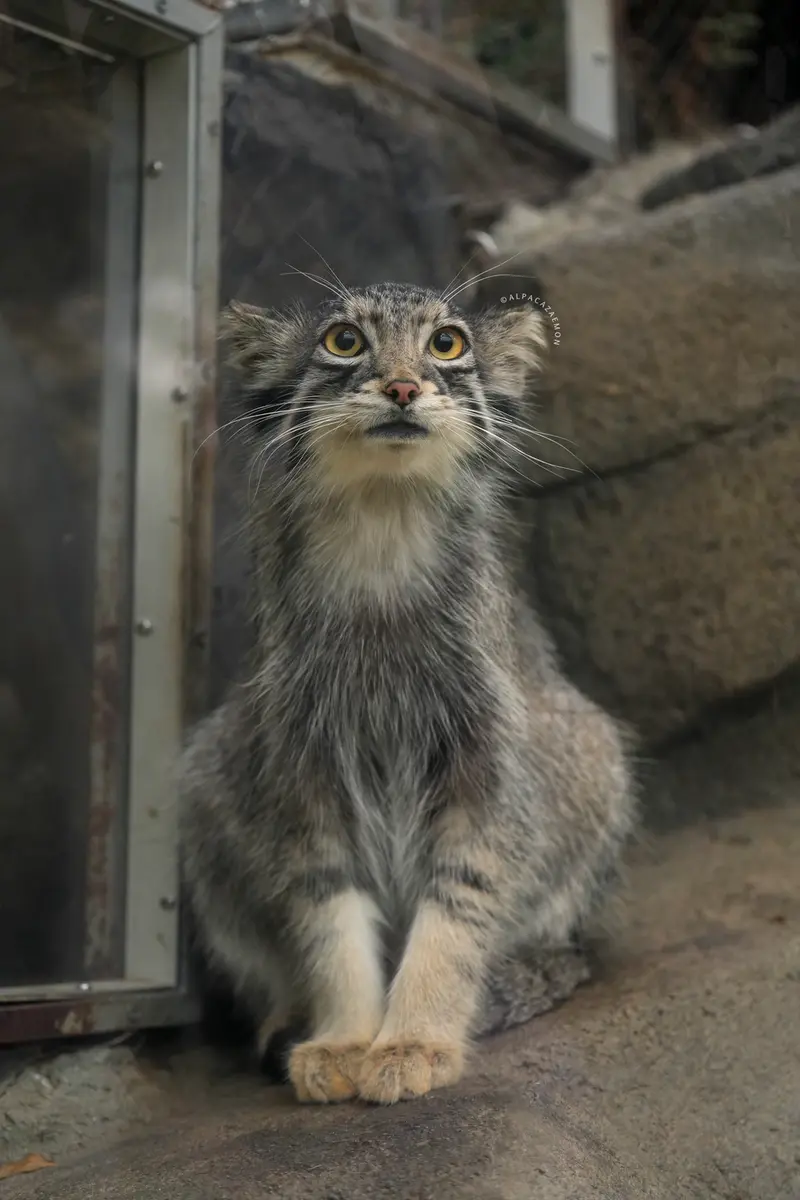 A photograph of Oto