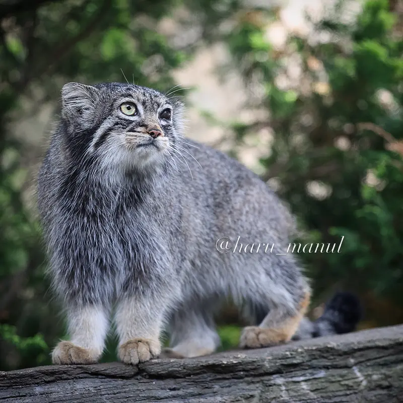 A photograph of Abrikos in Nasu Animal Kingdom
