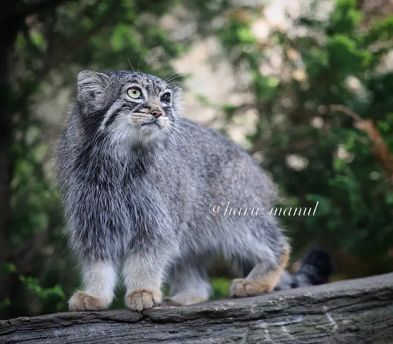 A photograph of Abrikos in Nasu Animal Kingdom