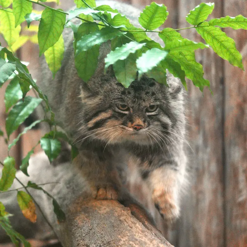 A photograph of Nar in Kobe Animal Kingdom