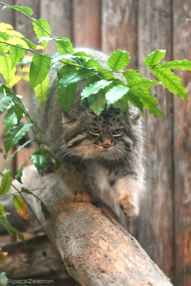 A photograph of Nar in Kobe Animal Kingdom