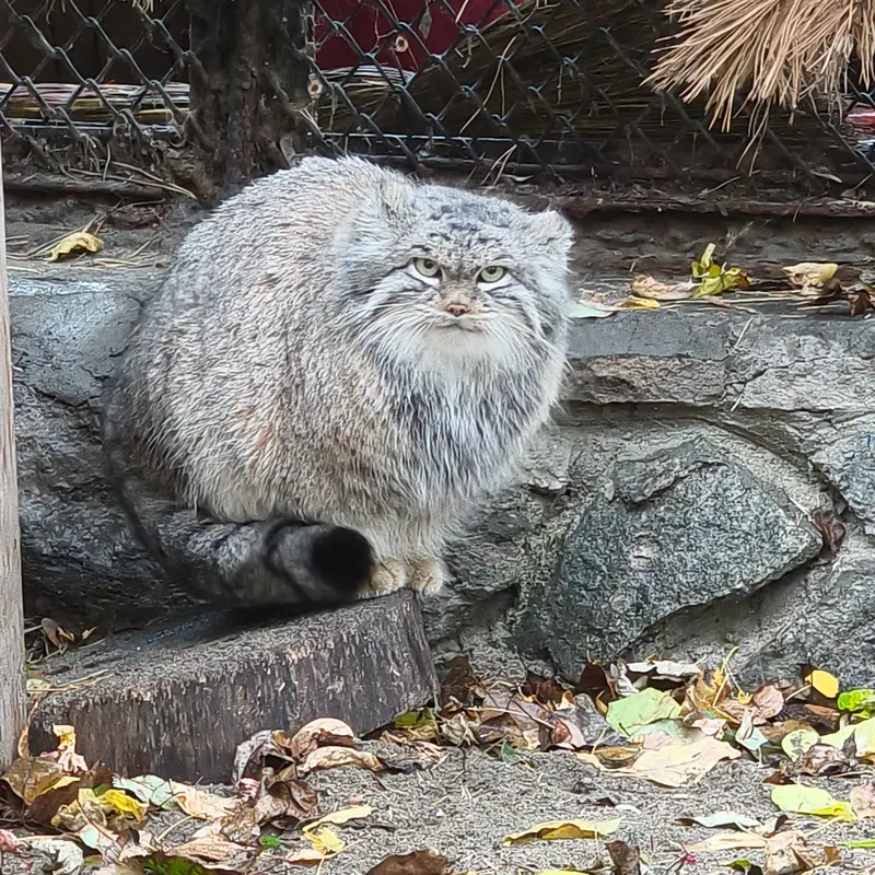 A photograph of Snezhinka in Novosibirsk Zoo