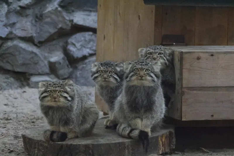 A photograph of a Pallas's cat in Novosibirsk Zoo