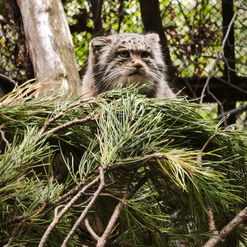 A photograph of Mia in Novosibirsk Zoo