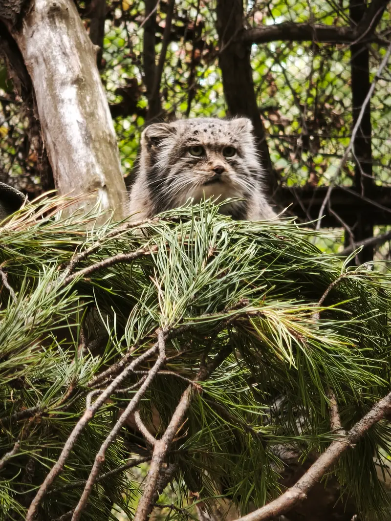 A photograph of Mia in Novosibirsk Zoo