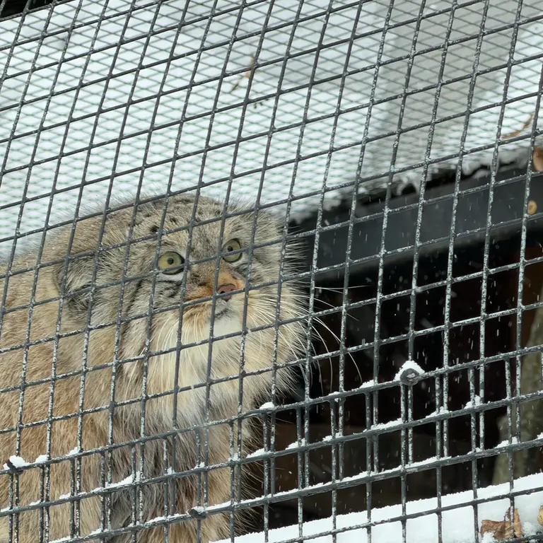 A photograph of Shu in Leningrad zoo