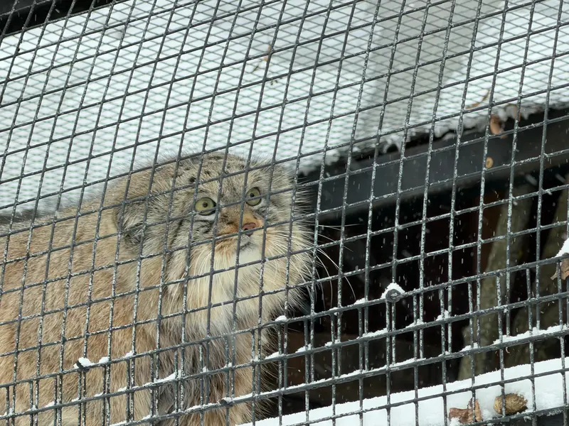 A photograph of Shu in Leningrad zoo