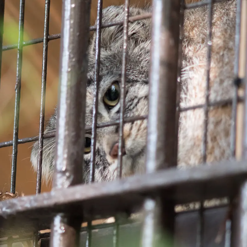 A photograph of Figa in Nogeyama Zoo