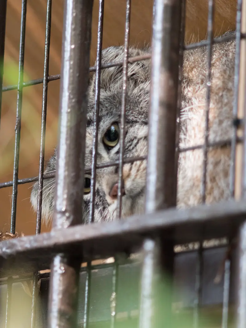 A photograph of Figa in Nogeyama Zoo