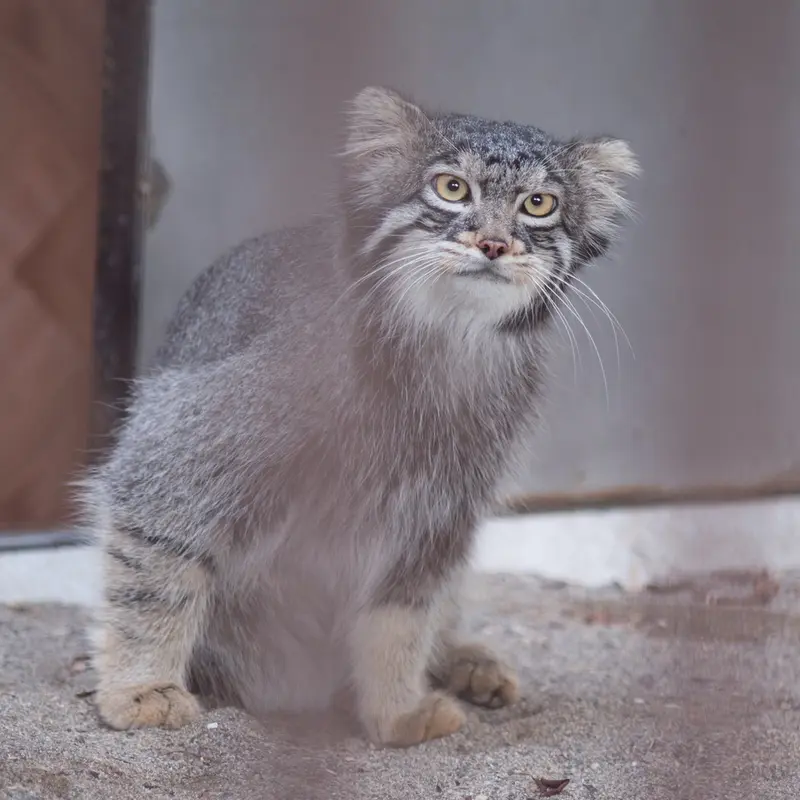 A photograph of Figa in Nogeyama Zoo