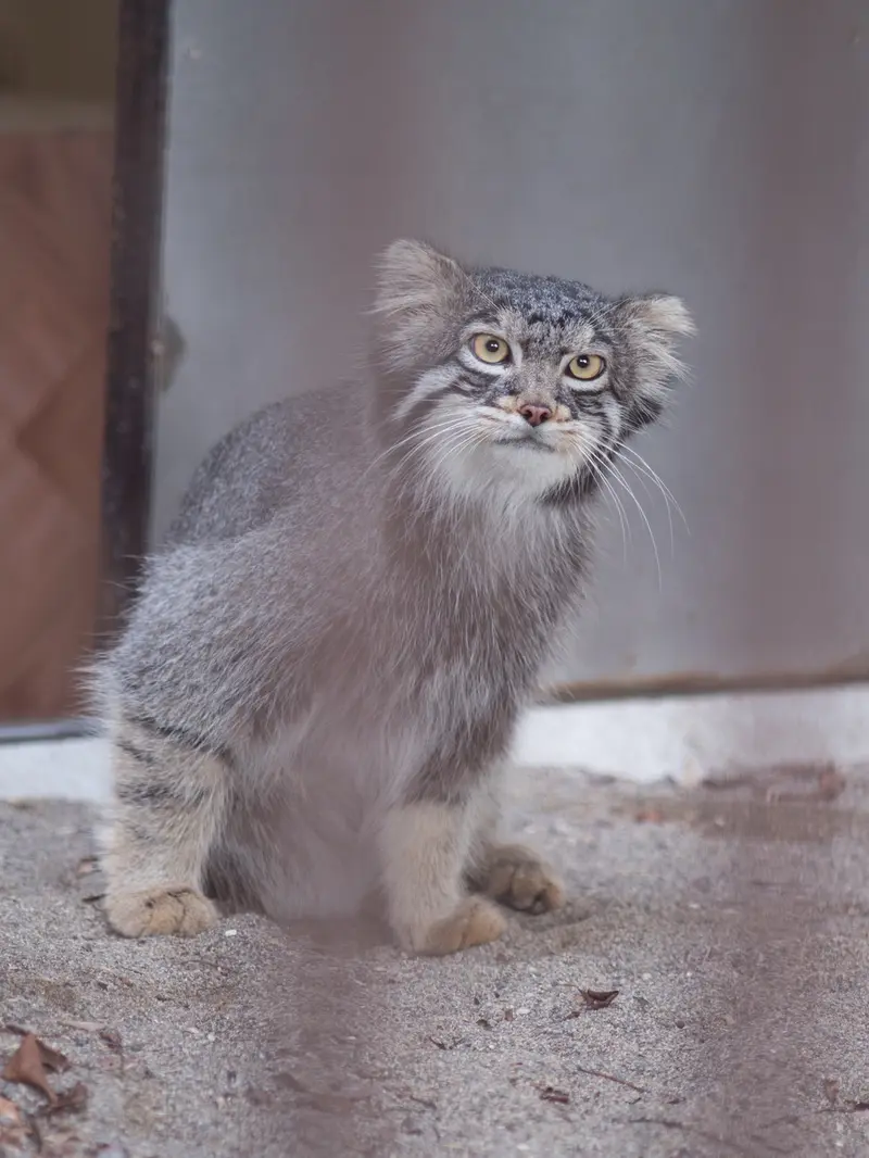 A photograph of Figa in Nogeyama Zoo