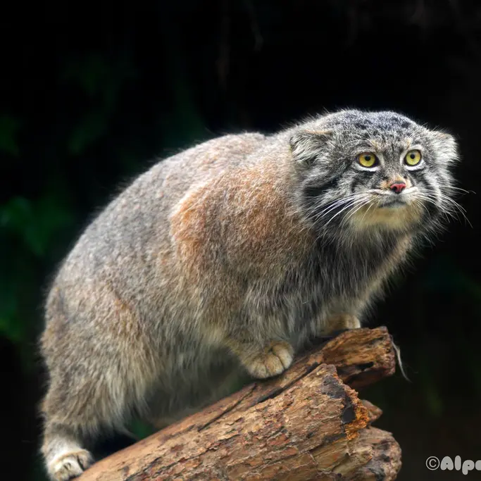 A photograph of Nar in Kobe Animal Kingdom