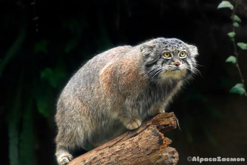 A photograph of Nar in Kobe Animal Kingdom