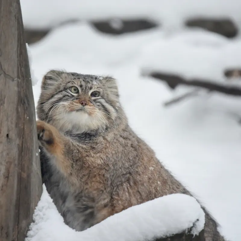 A photograph of Zelenogorsk in Novosibirsk Zoo