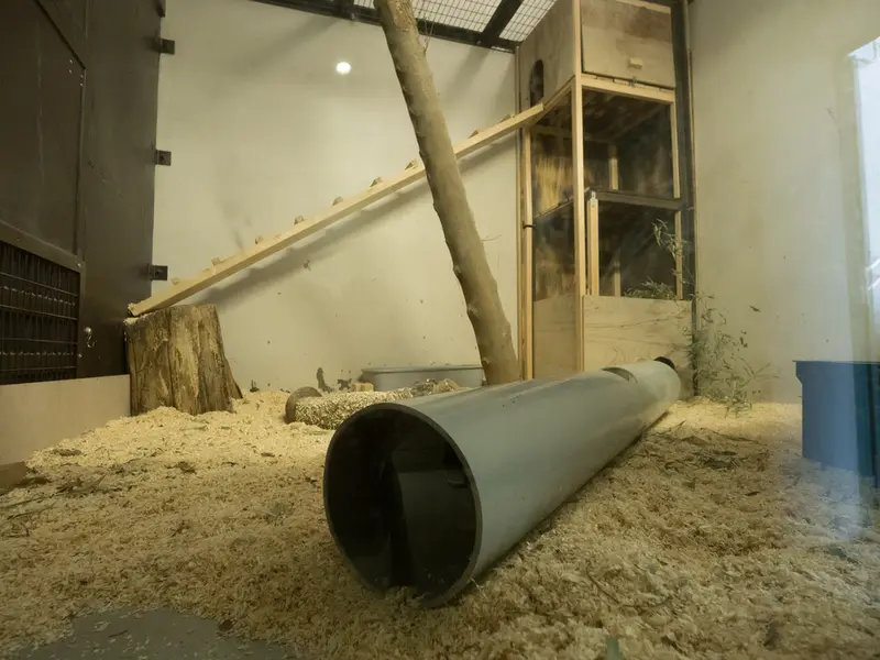 A photograph of a Pallas's cat in Nogeyama Zoo