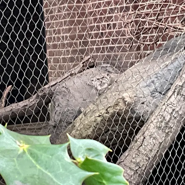 A photograph of Batu in Prospect Park Zoo