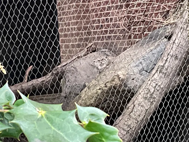 A photograph of Batu in Prospect Park Zoo
