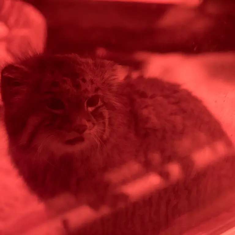 A photograph of Naim in Ueno Zoological Gardens