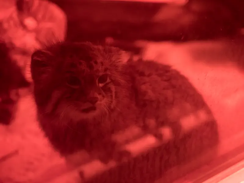 A photograph of Naim in Ueno Zoological Gardens