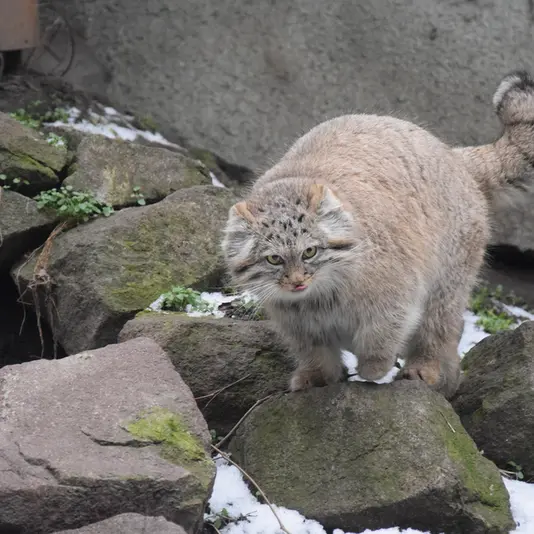 A photograph of Lucy in Budapest Zoo &amp; Botanical Garden