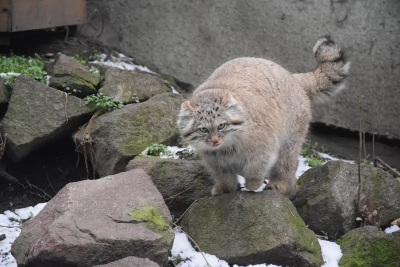 A photograph of Lucy in Budapest Zoo &amp; Botanical Garden