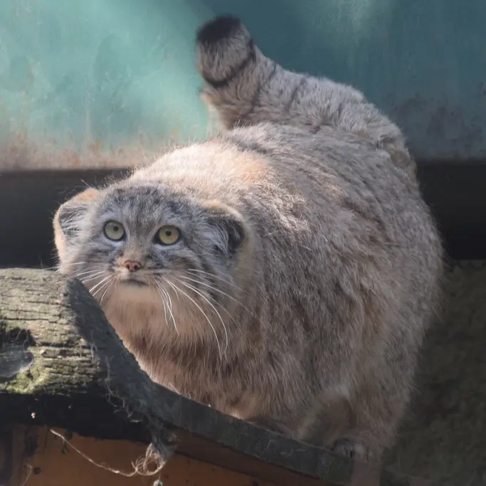 A photograph of Lucy in Budapest Zoo & Botanical Garden