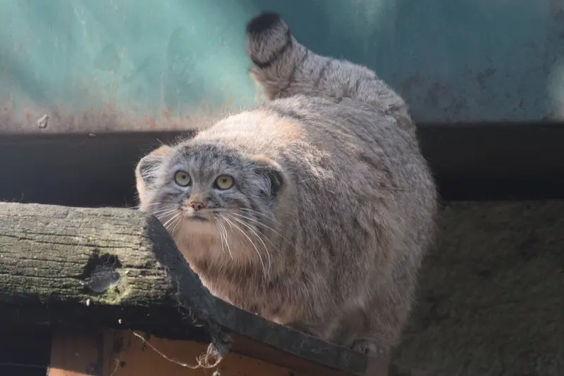 A photograph of Lucy in Budapest Zoo & Botanical Garden