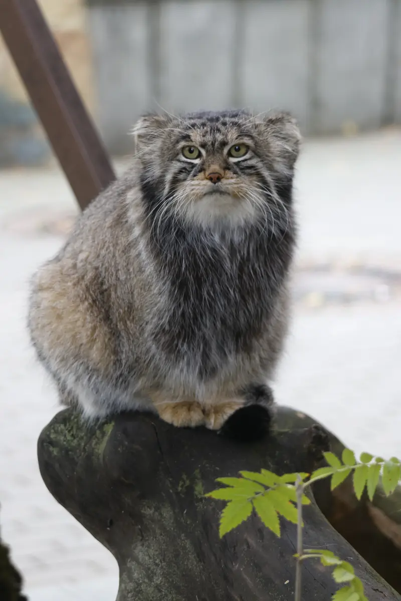 A photograph of a Pallas's cat