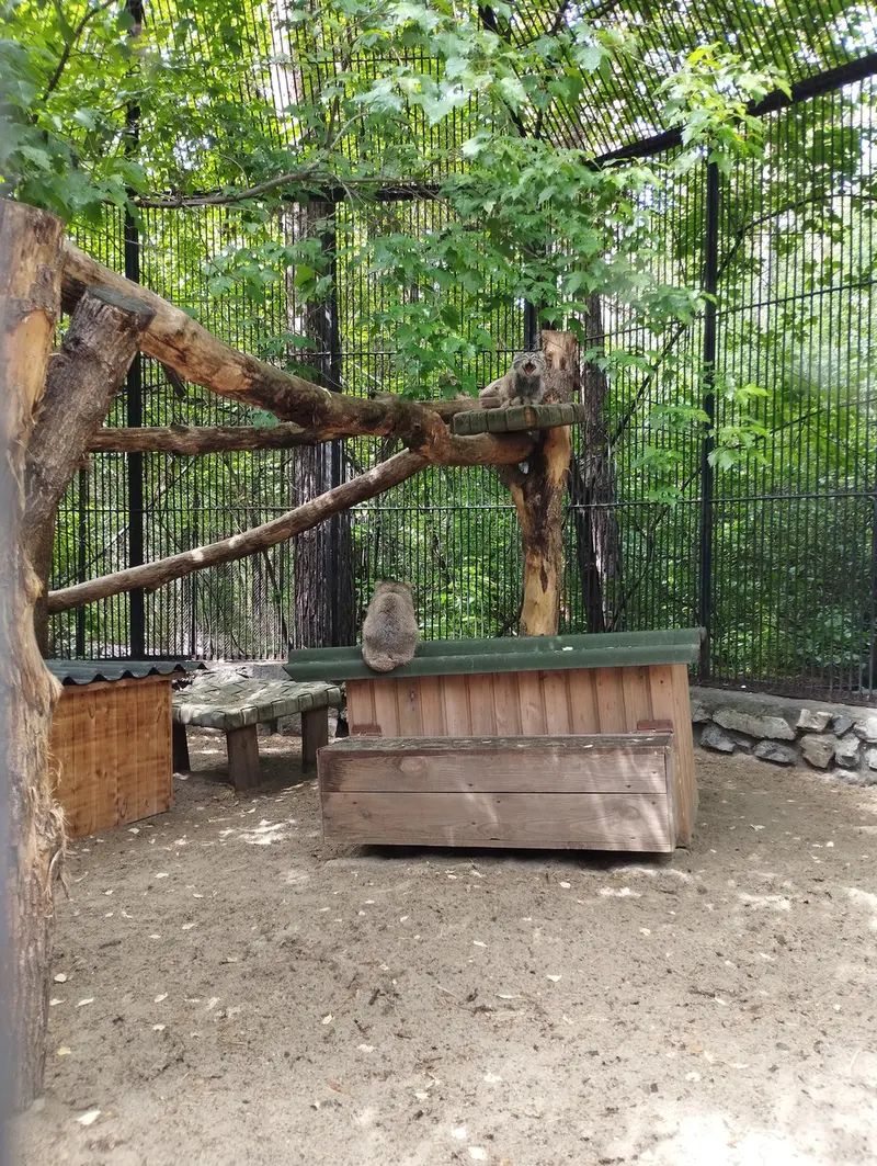 A photograph of a Pallas's cat in Novosibirsk Zoo