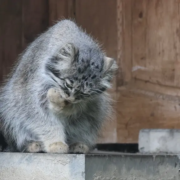 A photograph of a Pallas's cat in Moscow zoo