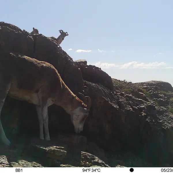 A photograph of Argali from Aktas-Kunkora camera trap