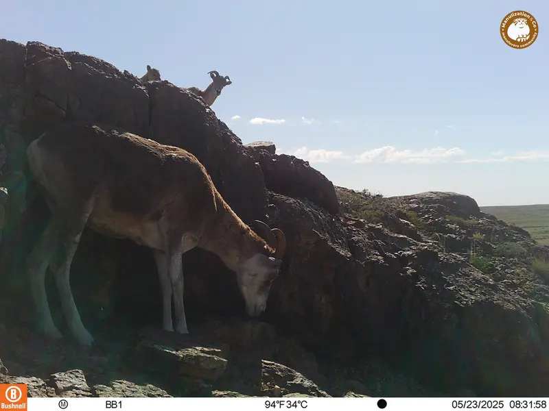 A photograph of Argali from Aktas-Kunkora camera trap