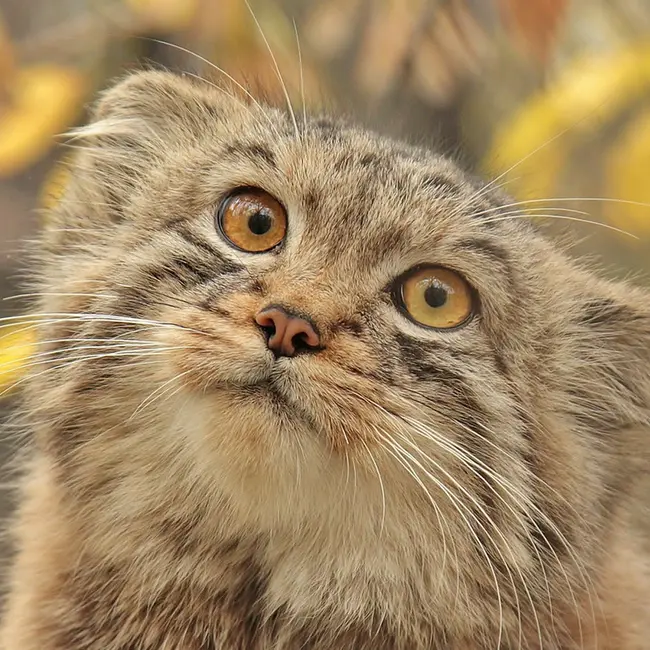 A photograph of Lev in Novosibirsk Zoo