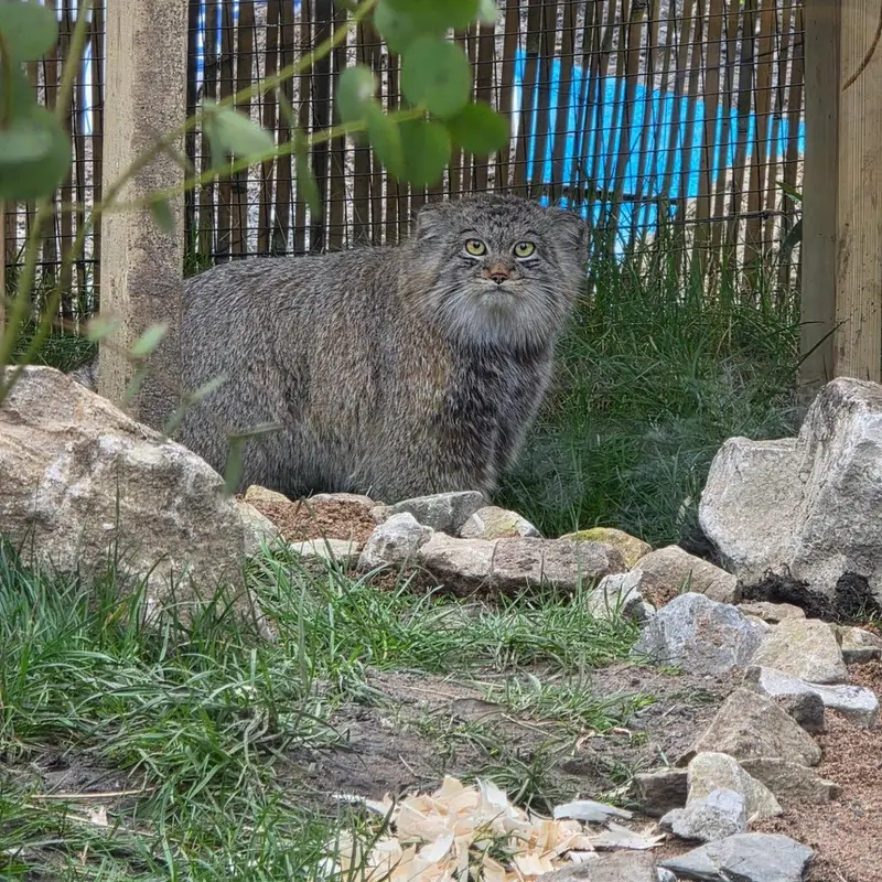 A photograph of a Pallas's cat