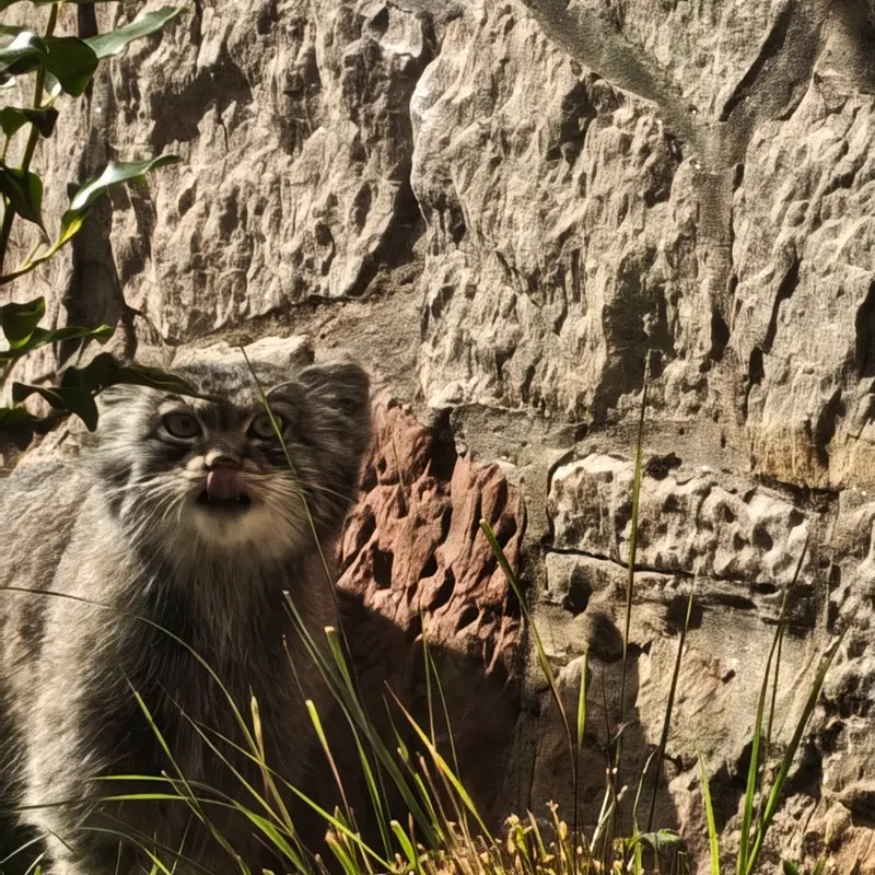 A photograph of Duchess in Edinburgh Zoo