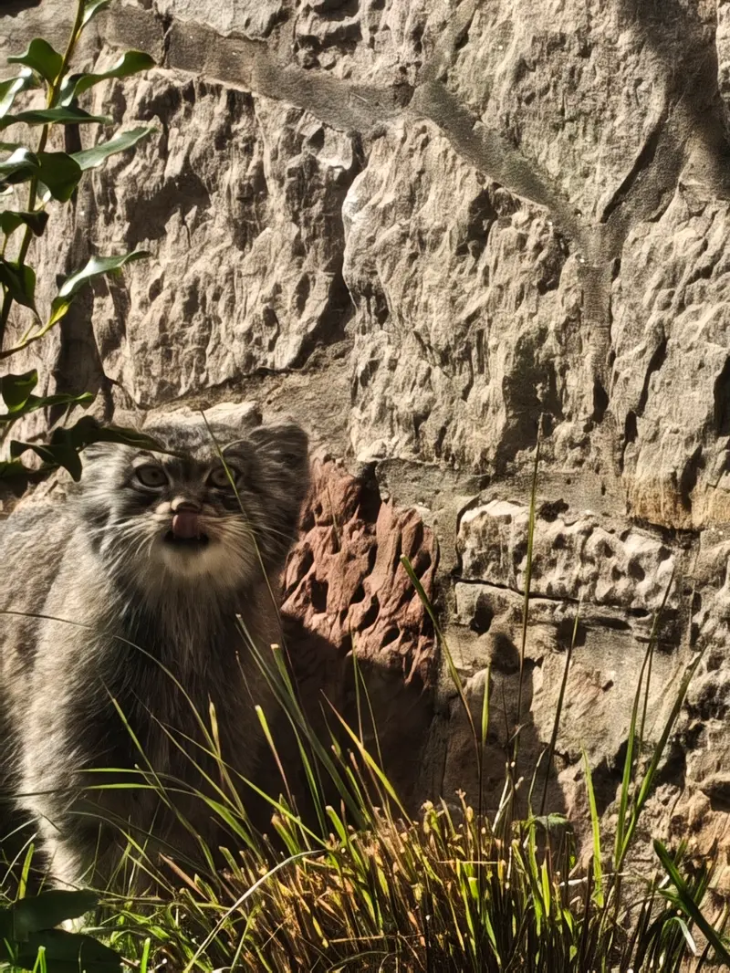 A photograph of Duchess in Edinburgh Zoo
