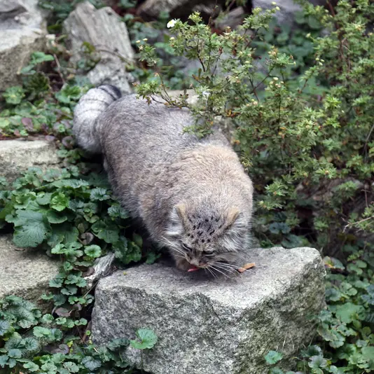 A photograph of Zarina in Wrocław Zoo
