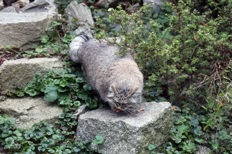 A photograph of Zarina in Wrocław Zoo