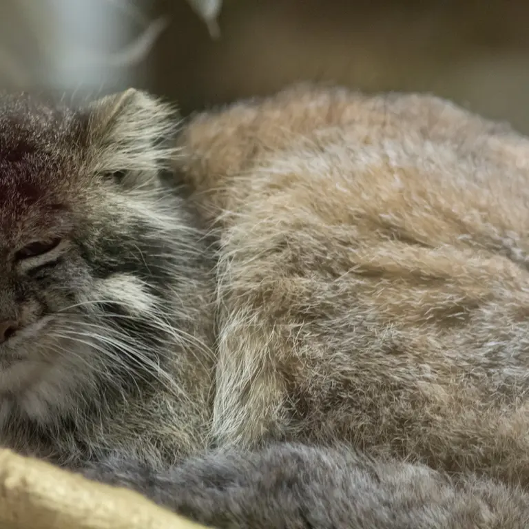A photograph of Klyon in Ueno Zoological Gardens