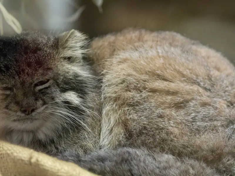 A photograph of Klyon in Ueno Zoological Gardens