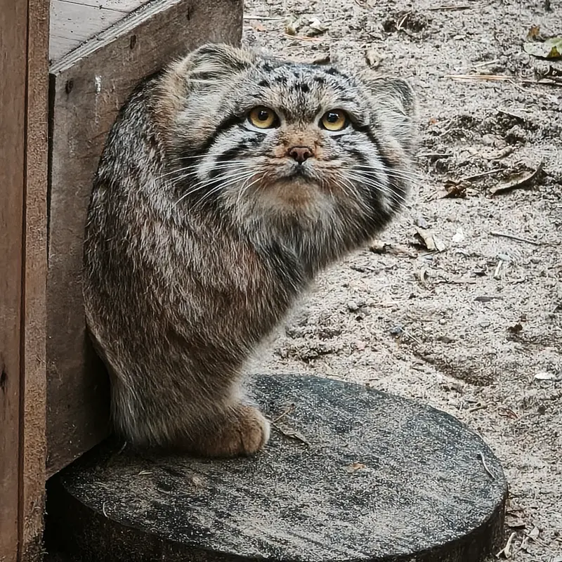 A photograph of Son of Snezhana b.2026 Ⅰ in Novosibirsk Zoo