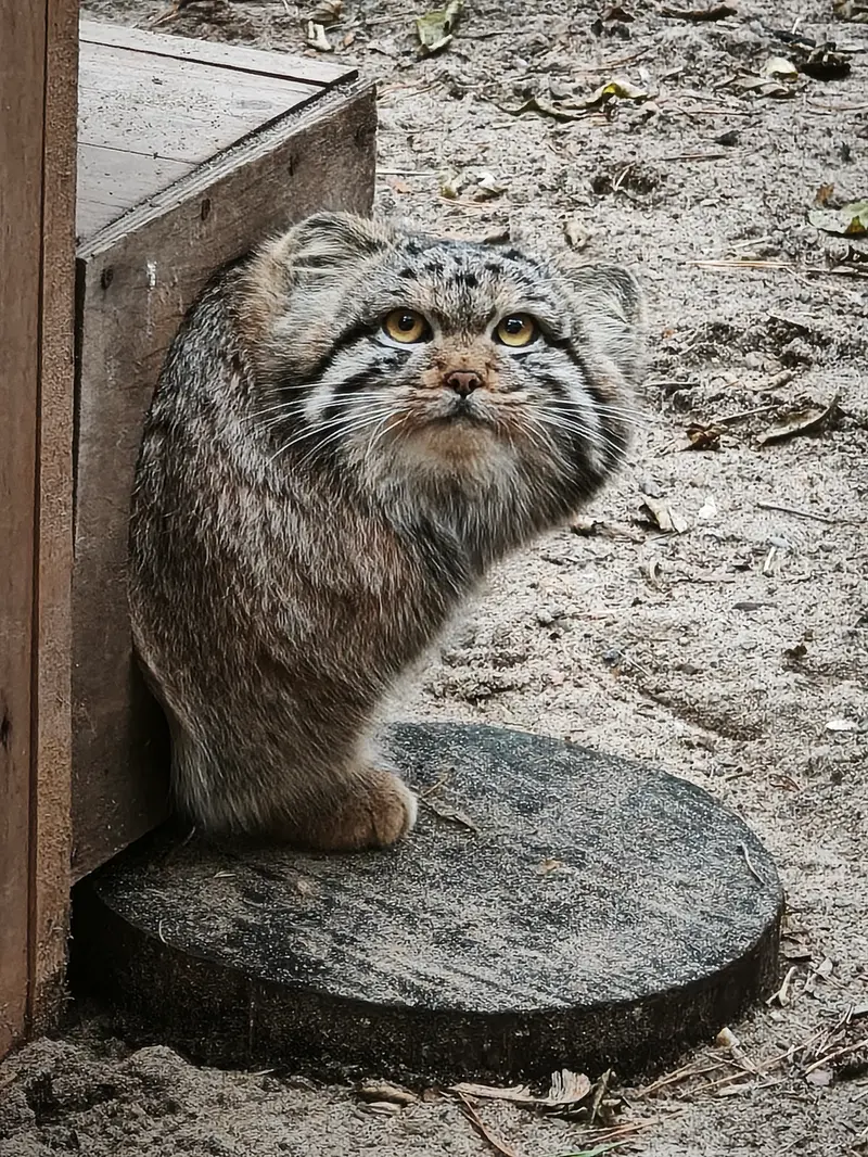 A photograph of Son of Snezhana b.2026 Ⅰ in Novosibirsk Zoo