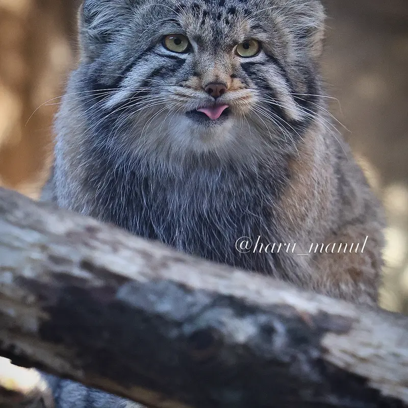 A photograph of Nagomu in Nasu Animal Kingdom
