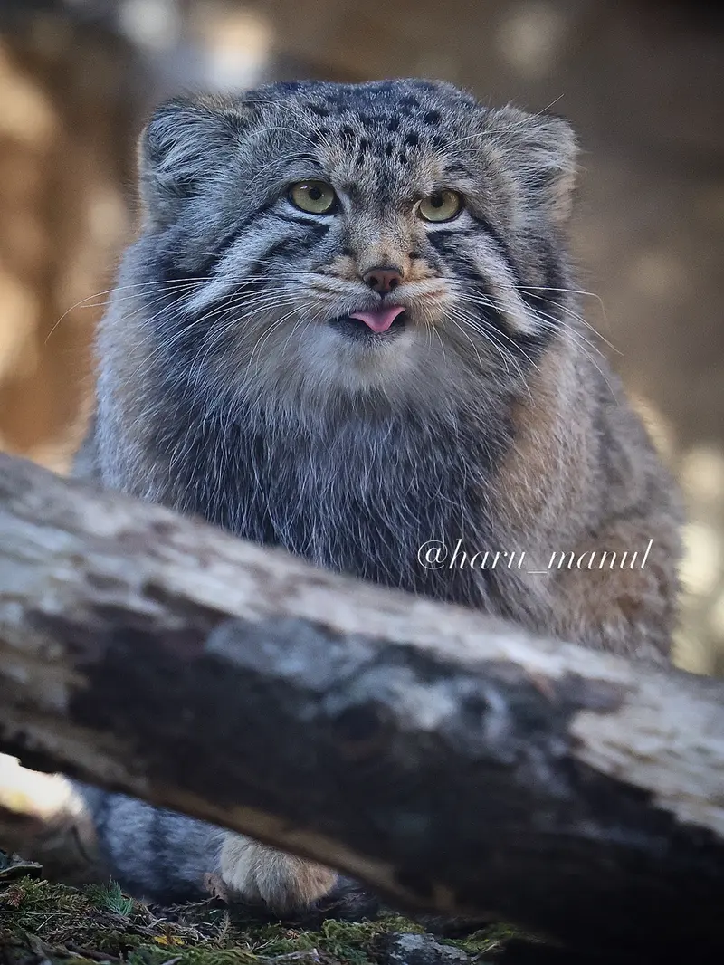 A photograph of Nagomu in Nasu Animal Kingdom