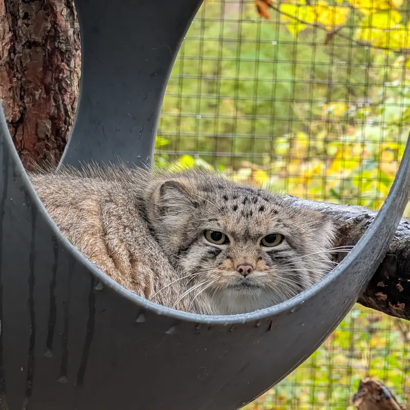 A photograph of Brie in Oglebay Good Zoo